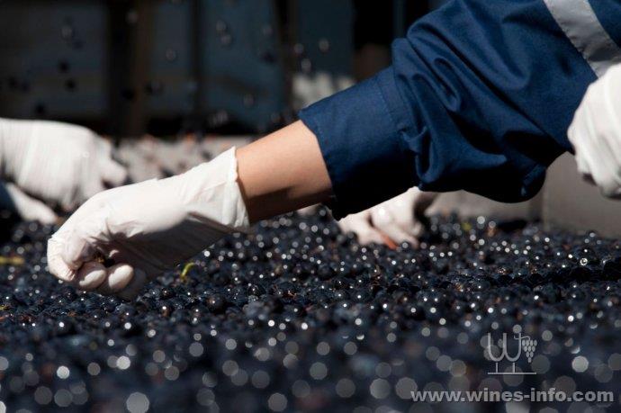 智利葡萄酒:安第斯山脉的庇佑:中国葡萄酒资讯网