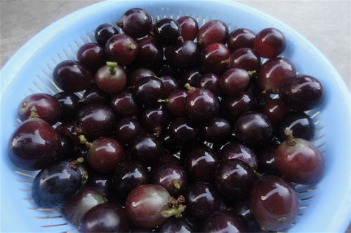 水果酿酒工艺 葡萄酒制作方法大全