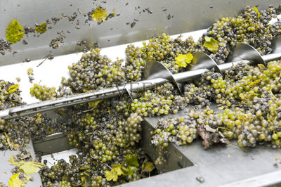 食品加工厂,葡萄酒,葡萄酒厂,葡萄,螺旋传送机