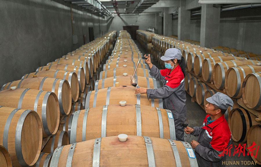 8月20日,吐鲁番市亿茂酒庄,工作人员在酒窖里检查葡萄酒的品质和口感.