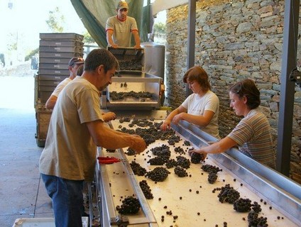 3分钟,带你了解红葡萄酒制作过程