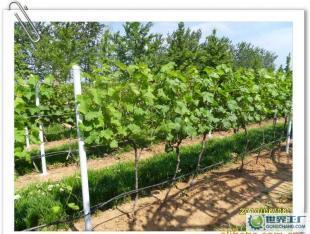 优质葡萄酒OEM加工-烟台大型葡萄种植、酿造基地-浩源_食品、饮料_世界工厂网中国产品信息库