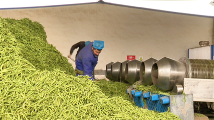 【“三抓三促”行动进行时】高台:农产品深加工 赋能乡村振兴