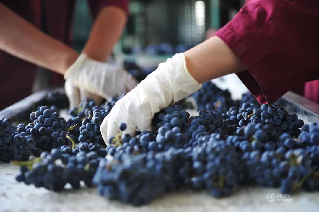 酿酒之道 | 史上最全葡萄酒酿酒过程详解