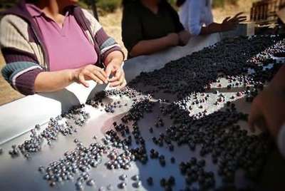 有生命的液体--葡萄酒的一生