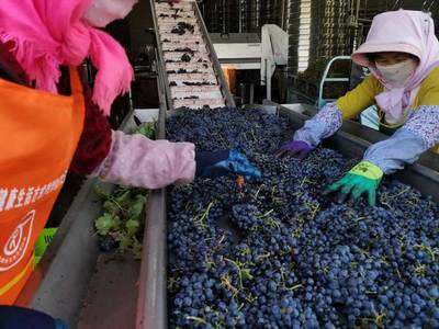 青创农场丨农创团聚地,梦想新沃地--吴忠市示范性青创农场展播(二)