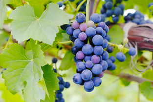 太后 效应持续不减,取景地格里夫斯营成韩国热门新景点 韩国旅游资讯 韩游网 韩国旅游 韩游网 韩国旅游攻略 韩国旅行门户网站