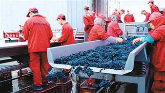 11月5日首届国际进博会开幕 中国准备 买买买