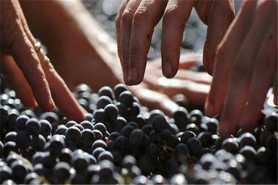 葡萄酒的加工的工艺流程和操作要点