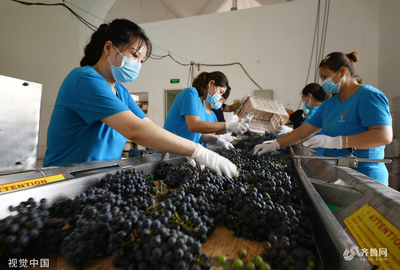枣庄葡萄园丰收季 工人采摘忙，葡萄酒加工正当时