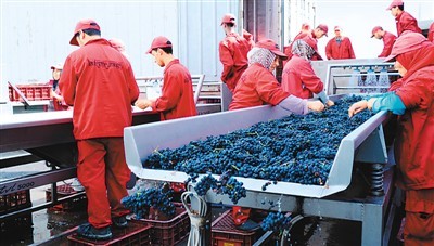 首届国际进博会 全球葡萄酒买家新天堂