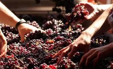 从葡萄酒加工视角，解析高端红酒与低端红酒的根本区别